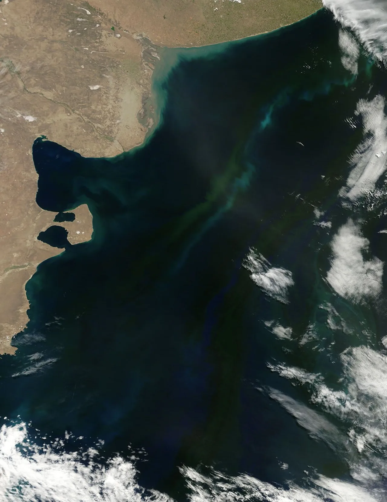 NASA satellite photograph of the Argentine coastline and a phytoplankton bloom in the South Atlantic Ocean